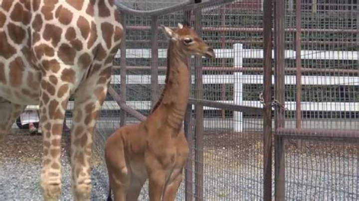 Cute Baby Giraffe Arrives At The Tennessee Zoo