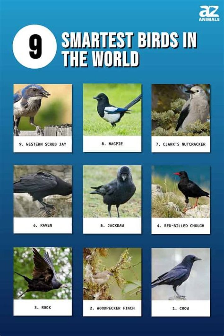 The Ultimate Guide To The Smartest Birds On The Planet